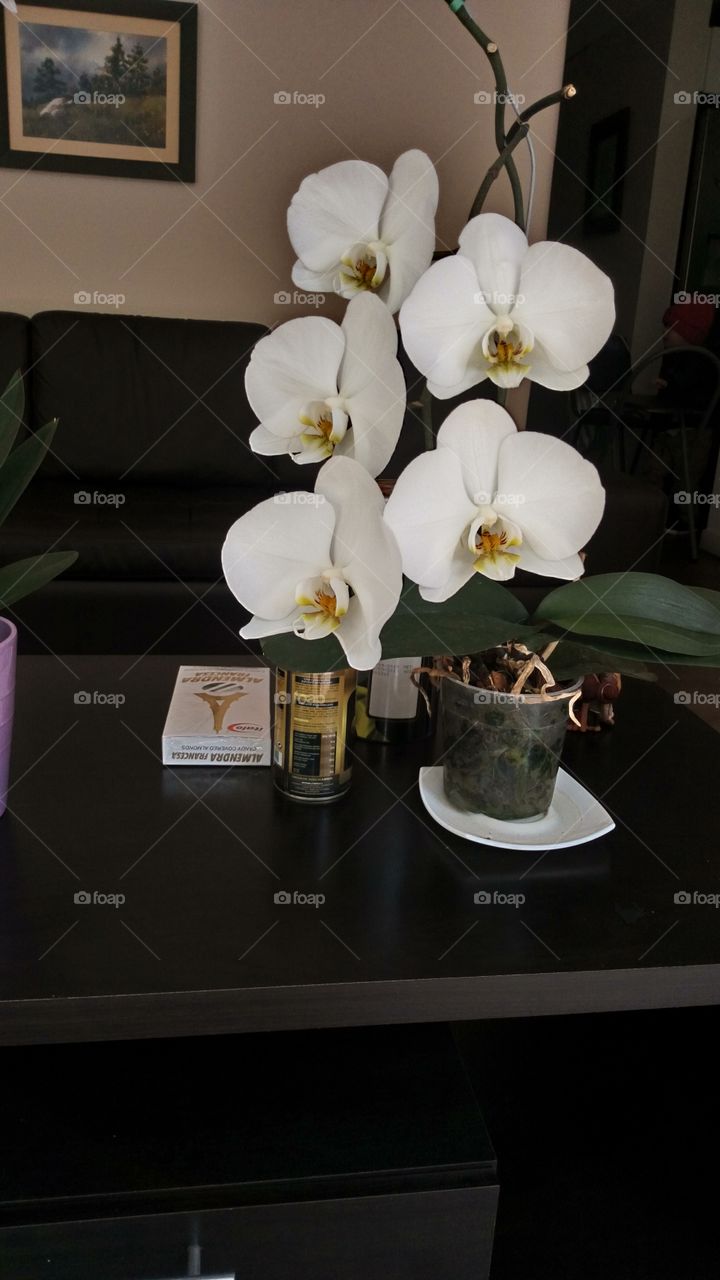Orquídea's de mi tierra