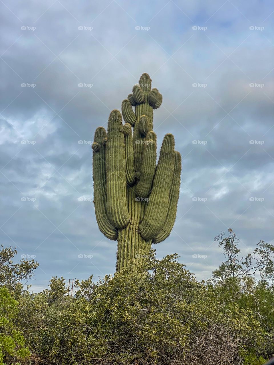 Low angle view of a saguaro cactus