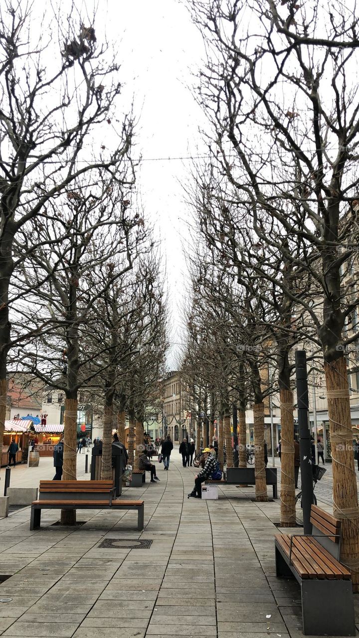 Winter trees in Germany