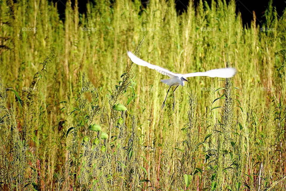 Egret in a field of yellow reeds.