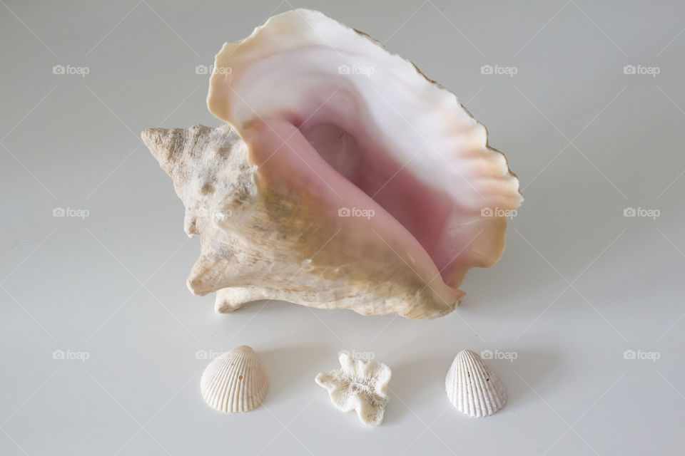 Conch and seashell on white background