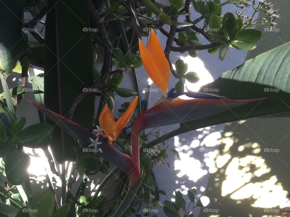 Bird of Paradise 