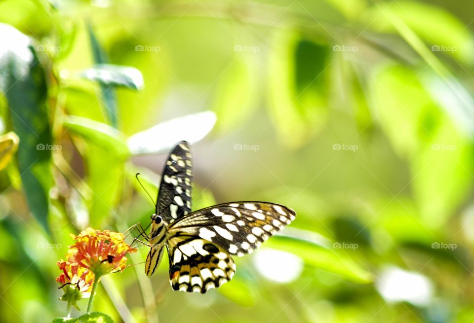 butterfly