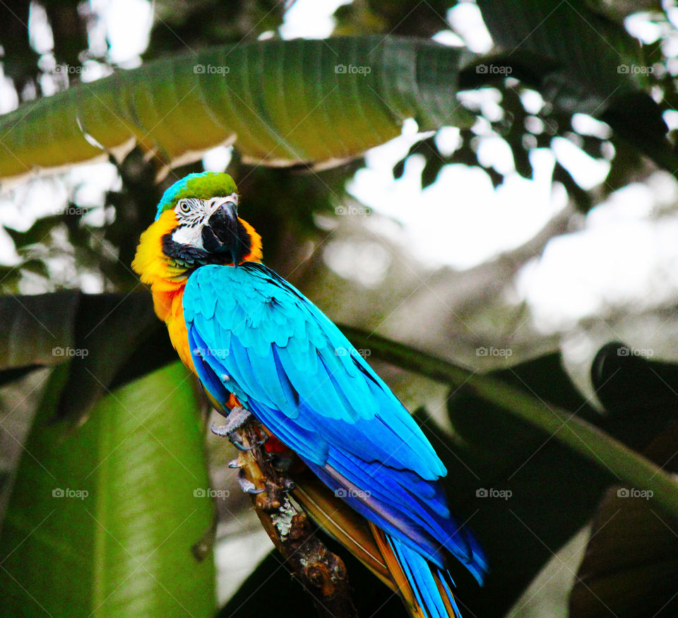 macaw