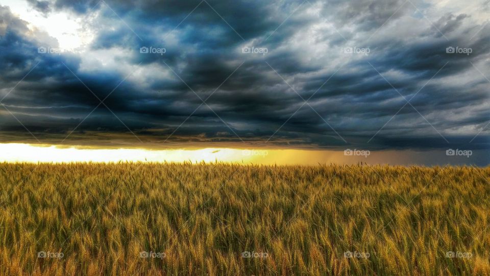 Scenic view of a field against cloudy sky