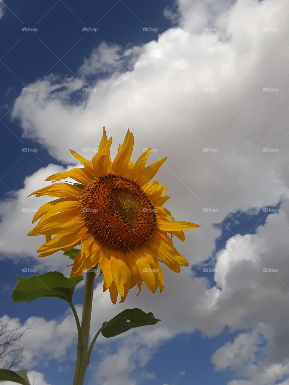 Sunflower on a Cloudy Day