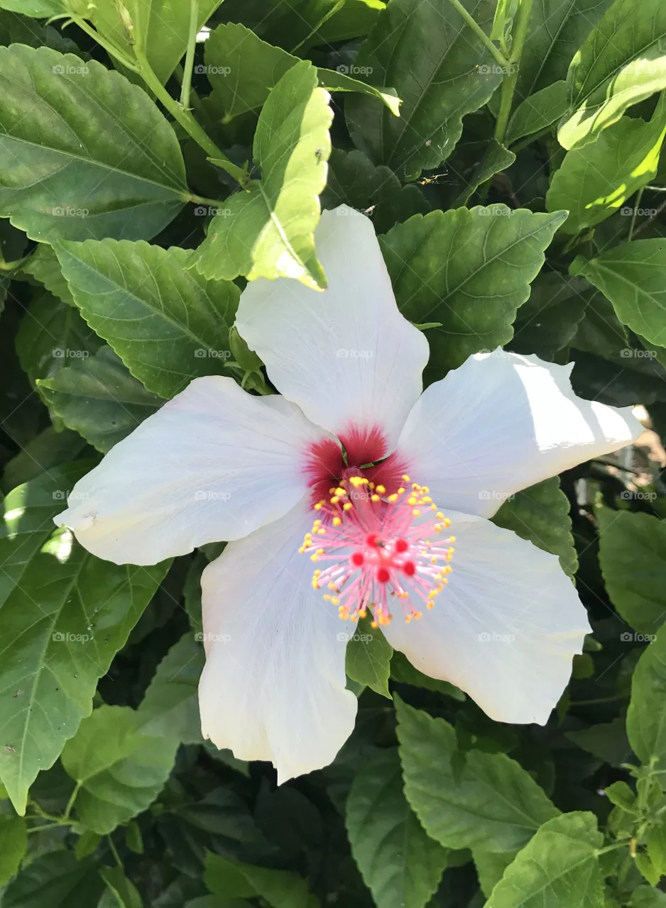 Nature 