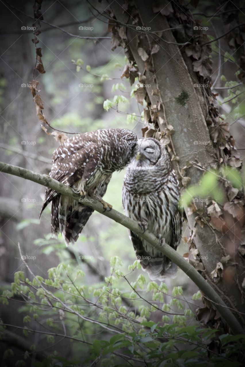 Two barred owls on branch sharing a kiss in forest.