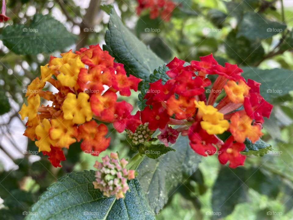 🌹 🇺🇸 Very beautiful flowers to brighten our day.  Live nature and its beauty. Did you like the delicate petals? / 🇧🇷 Flores muito bonitas para alegrar nosso dia. Viva a natureza e sua beleza. Gostaram das pétalas delicadas? 
