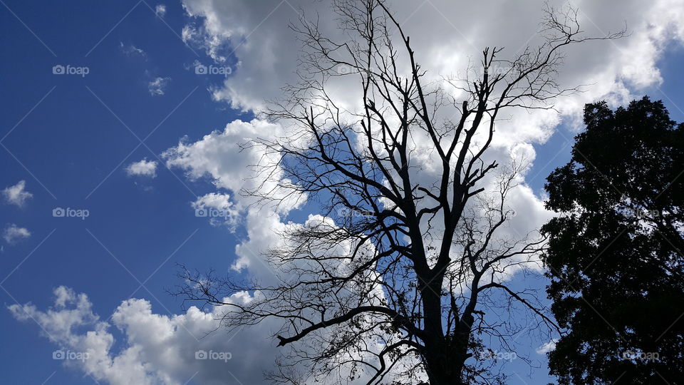 Bare tree with white cloud