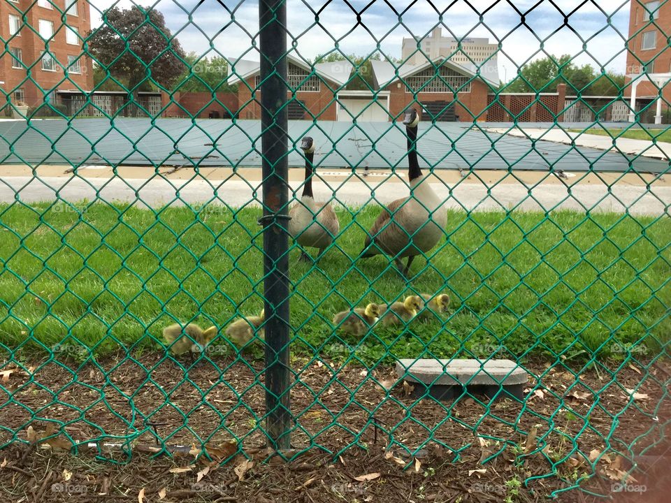 Adorable baby geese’s walking by the pool 