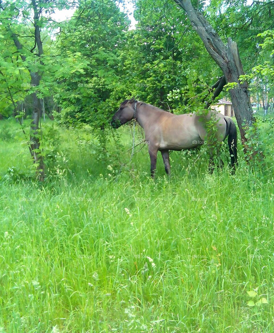 Grass, No Person, Mammal, Nature, Rural