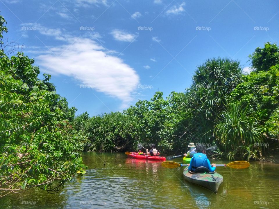 Kayaking through the mangrove