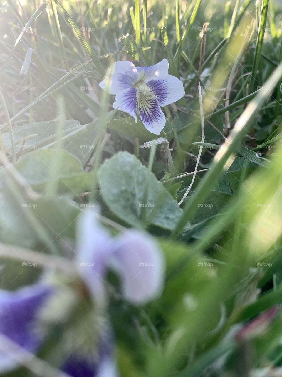 Low-angled view of white and purple wild violets or violas with leaves, backlit by sun glare 