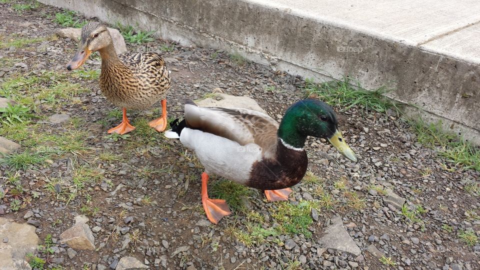 Ducks by the pond. While feeding the ducks they came so close.