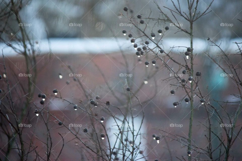 Dewdrops. . Snow melting