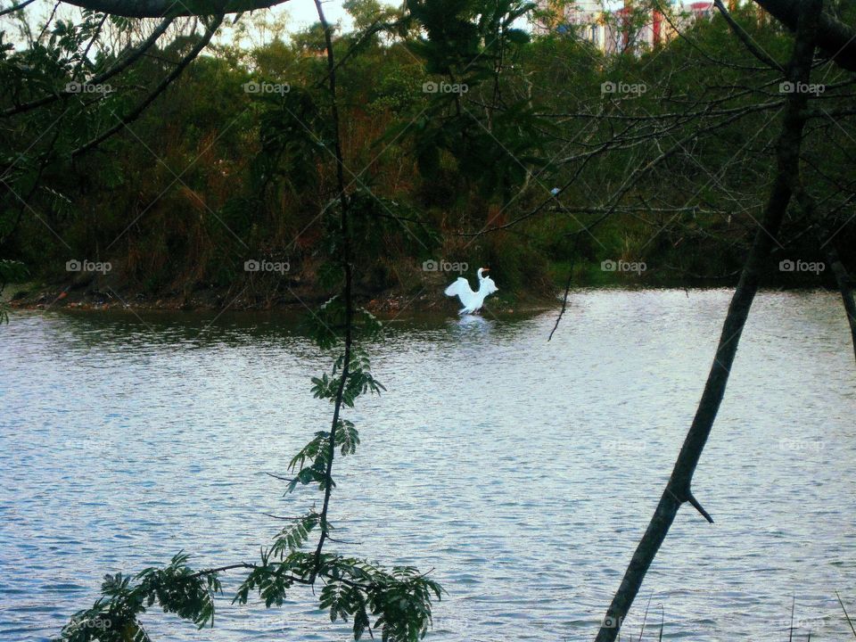 heron lake