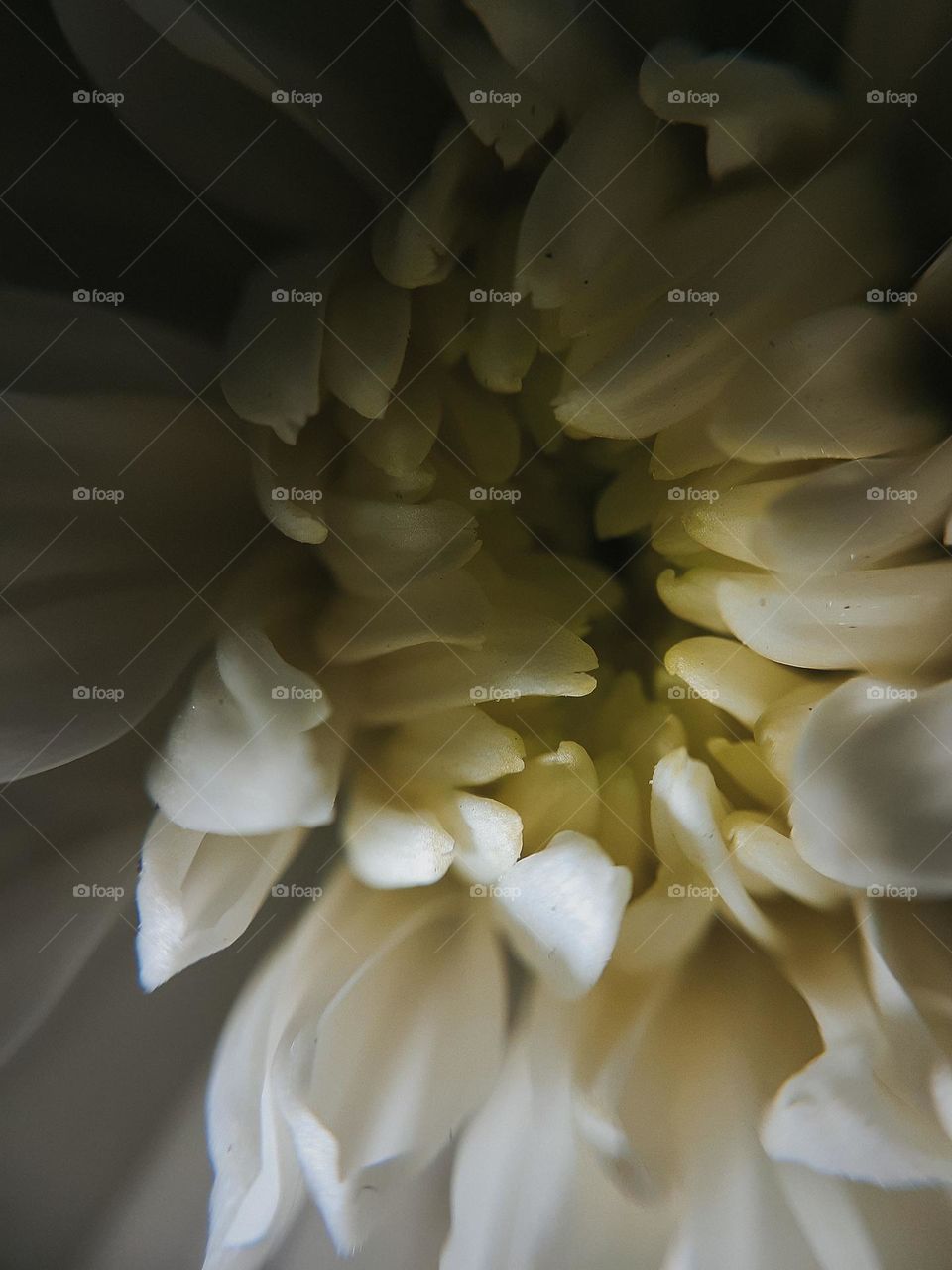 Photo The center of a chrysanthemum flower