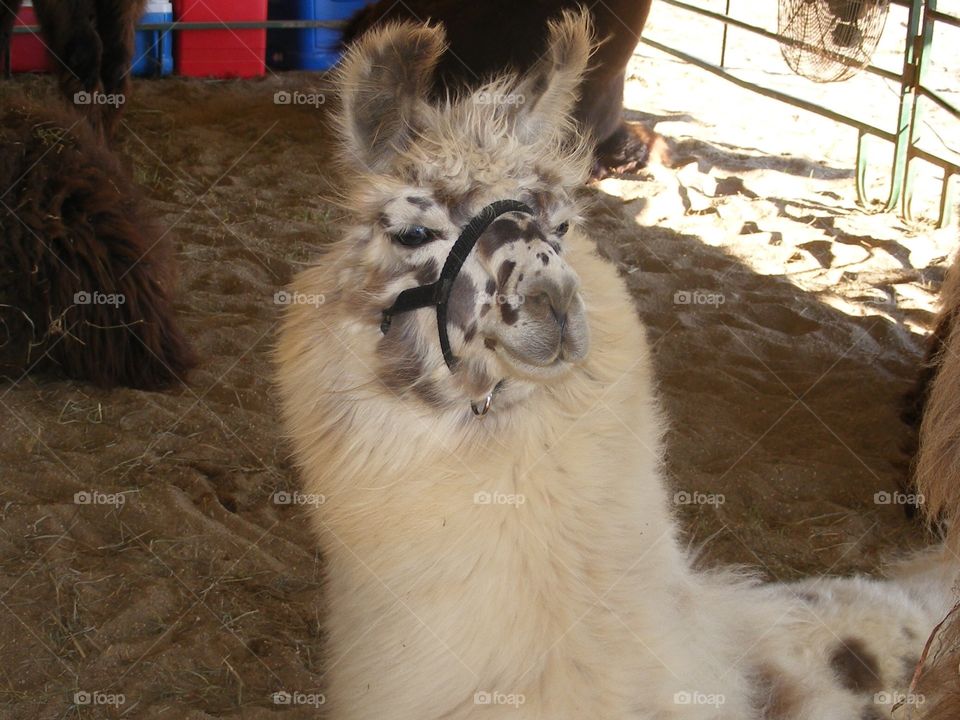 Alpaca with a Spotted face