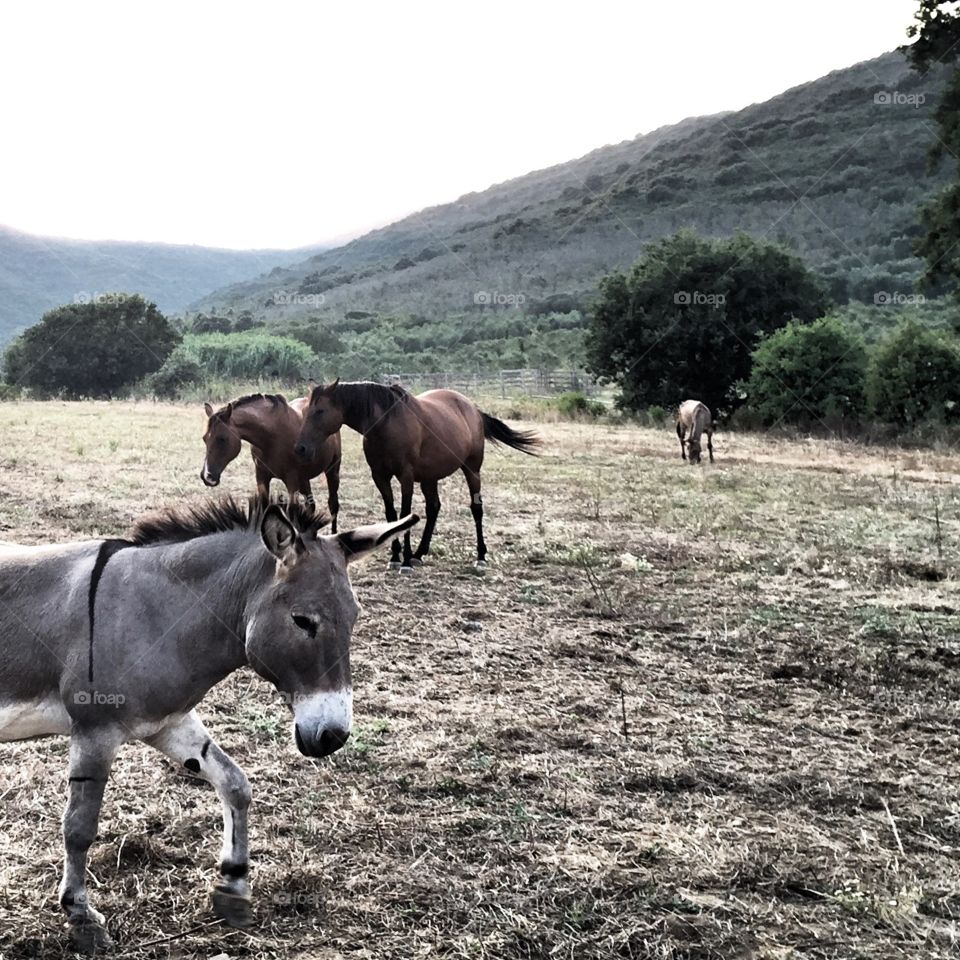 Donkey and horses 