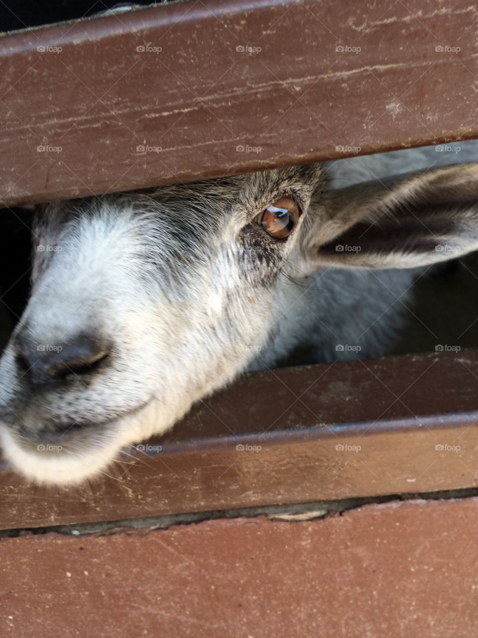 Goat!. Wagon Trails Animal Park in Vienna, Ohio. Petting zoo. 
