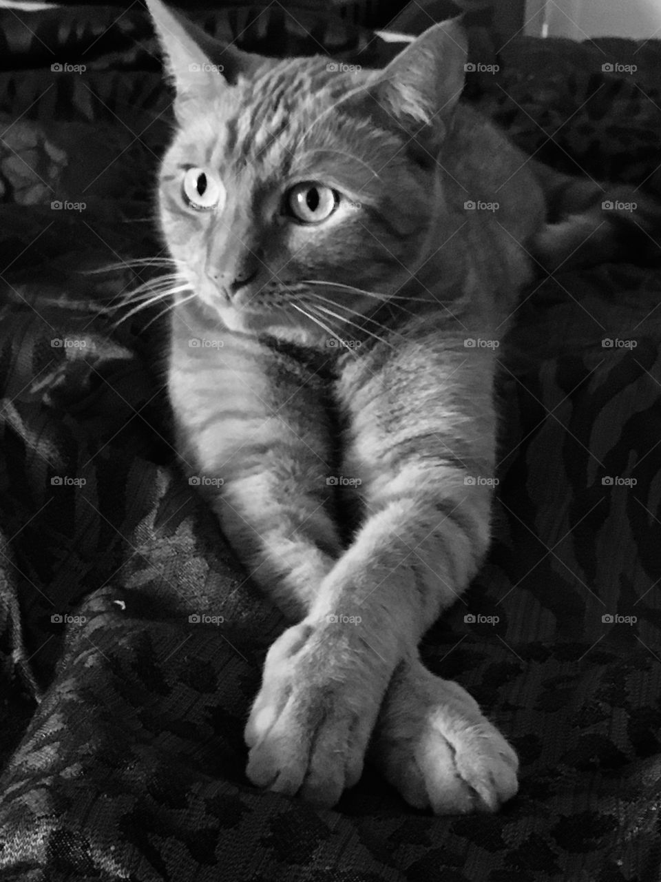 Pretty kitty just relaxing in bed in Florida in black and white 