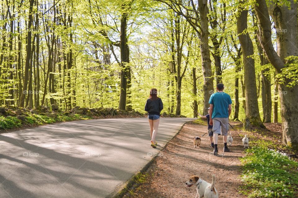 Road, Wood, Guidance, Tree, Footpath