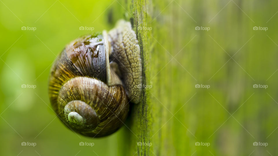 A snail on the tree