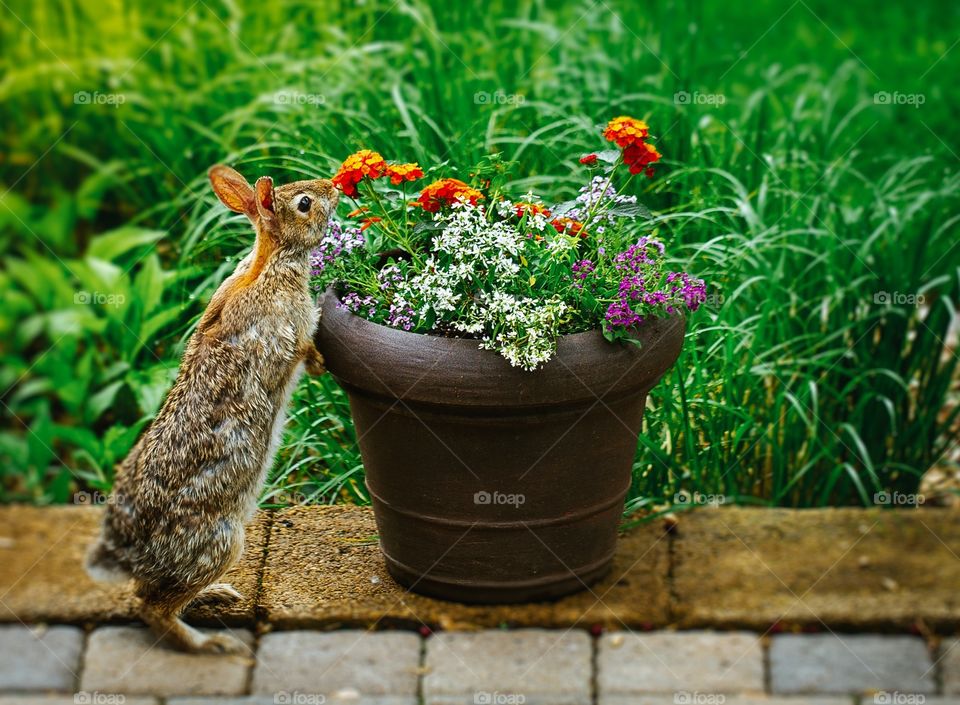 Stopping to smell the flowers. Rabbit stops to smell the flowers.