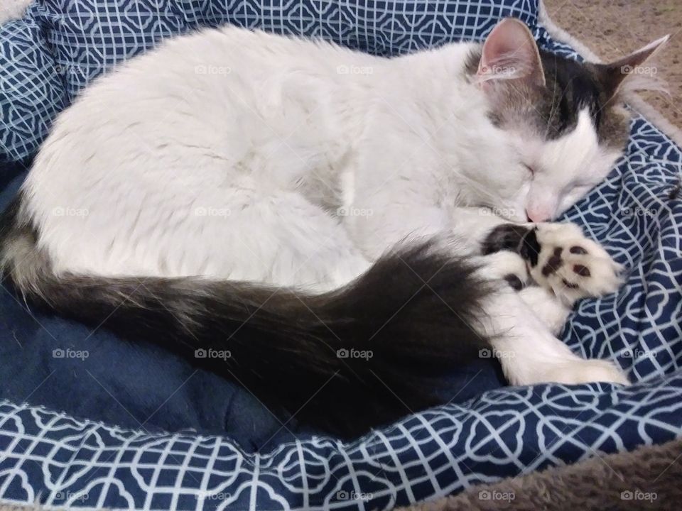 A sleeping white cat