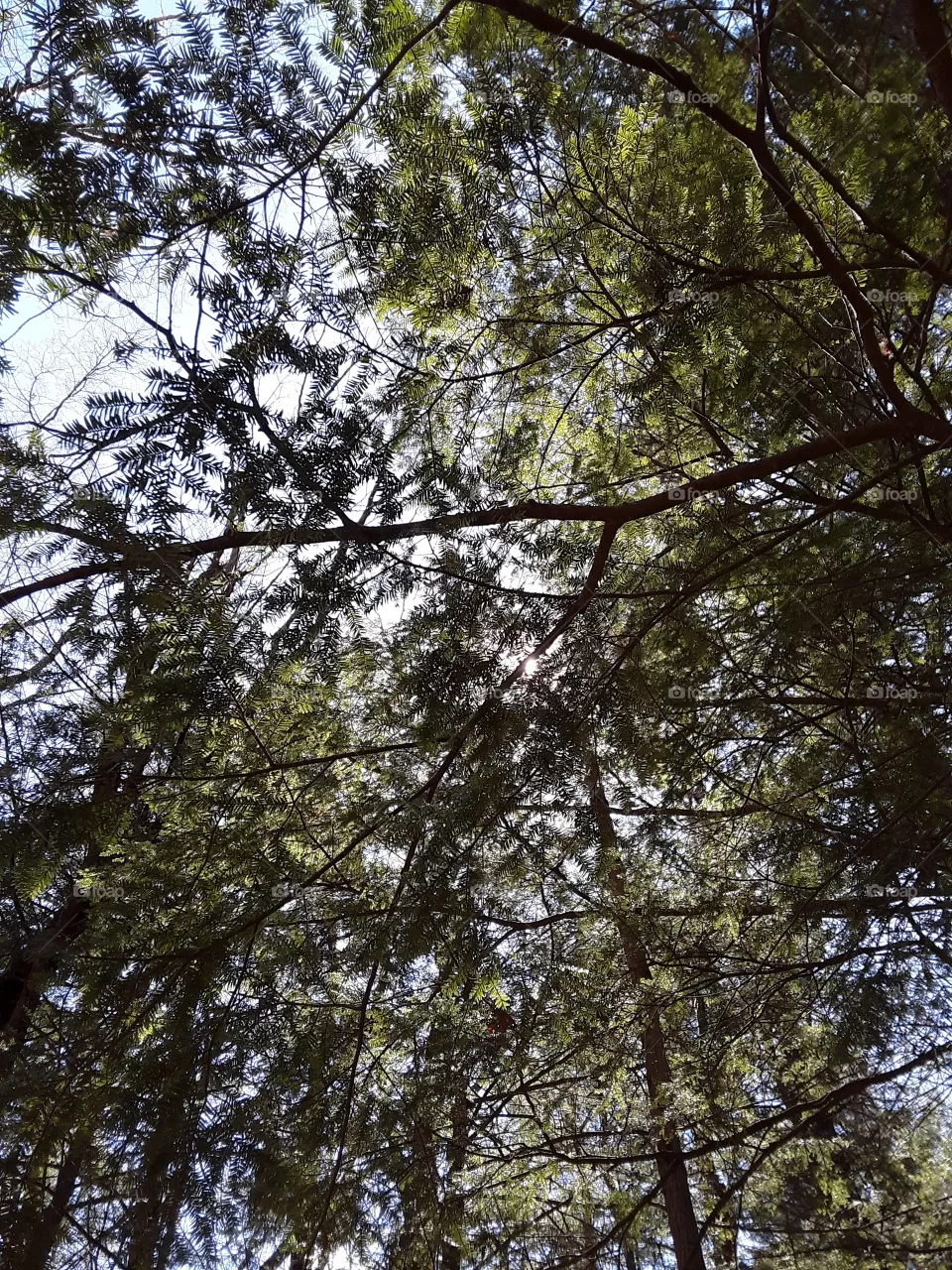 hemlock