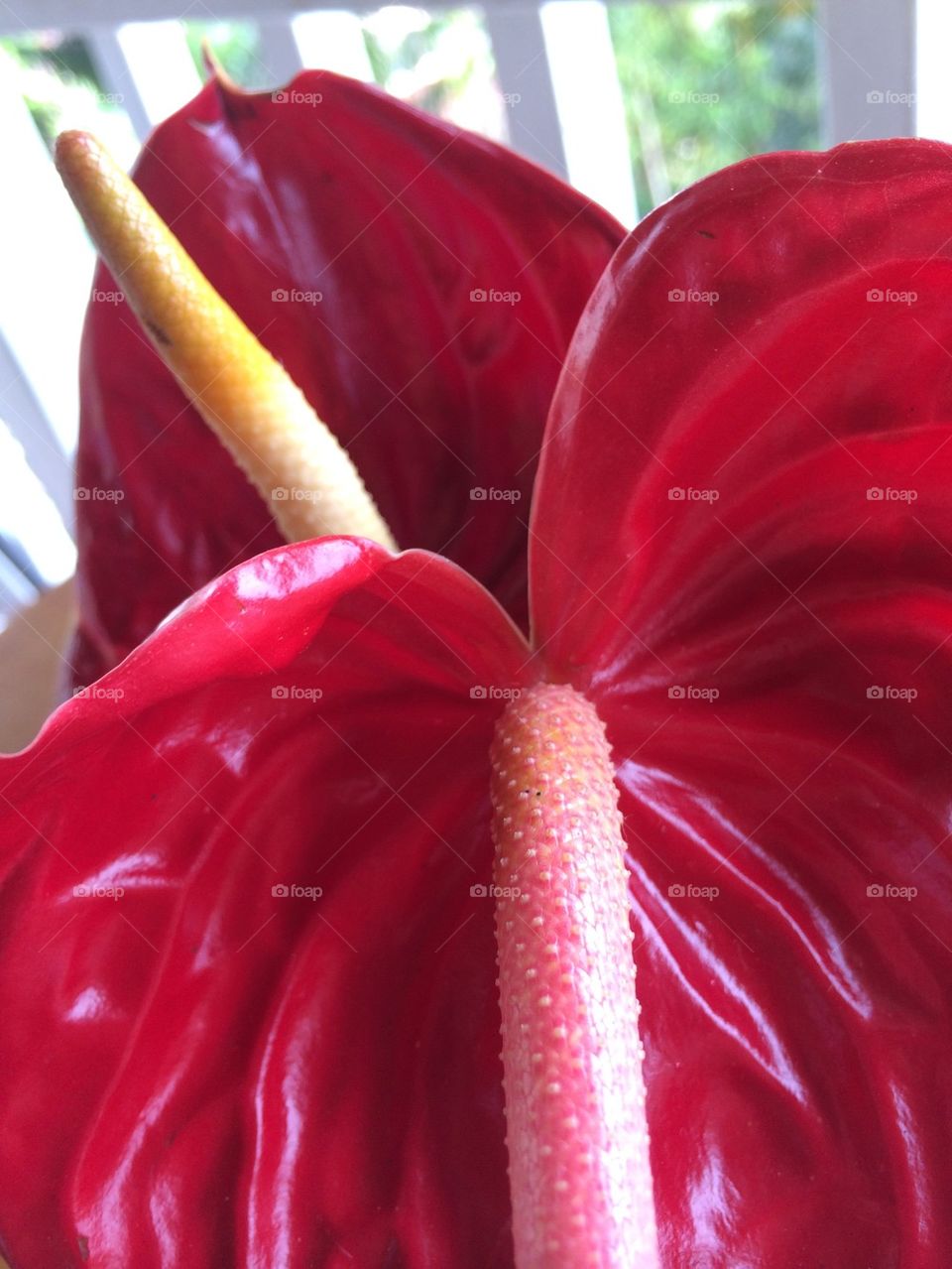 Red Anthuriums