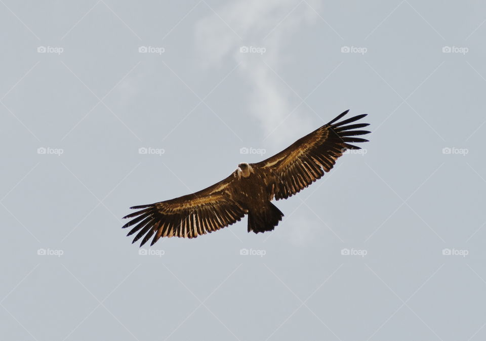 Low angle view of vulture flying in sky