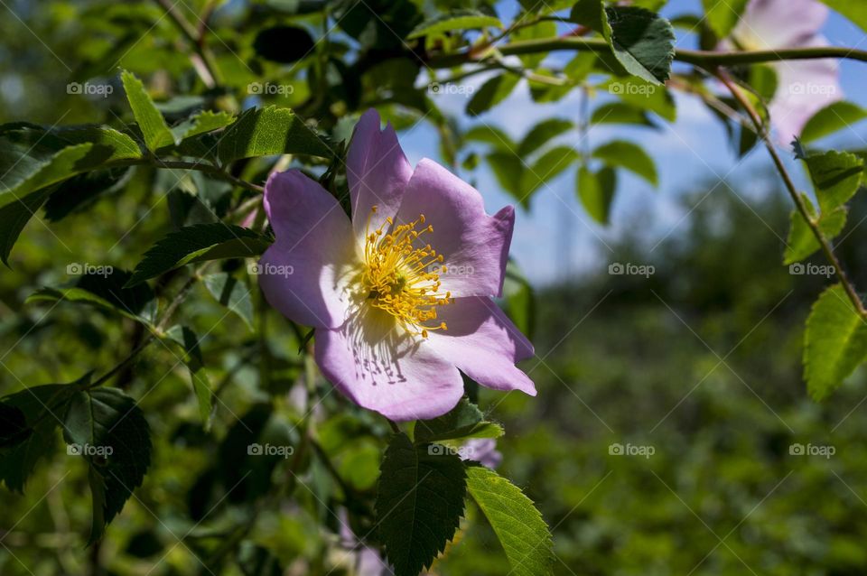 Rose hip