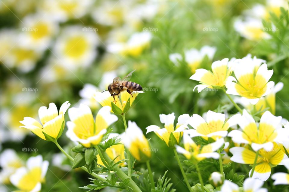 Honey bee pollinating on flower