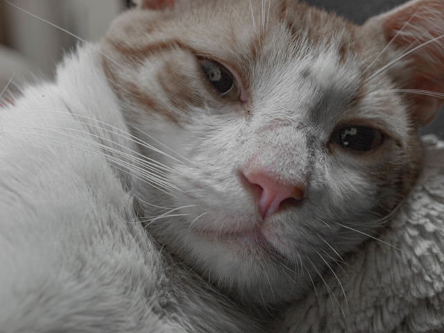 Rabíto