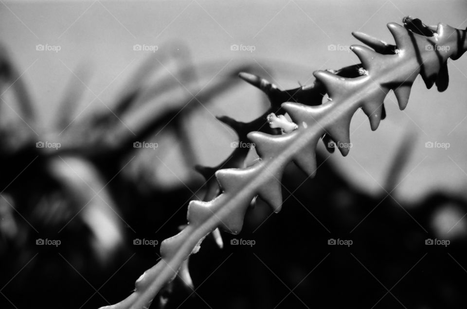 Succulent leaf in monochrome, New Mexico. 