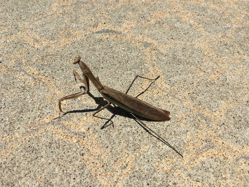 Praying Mantis 