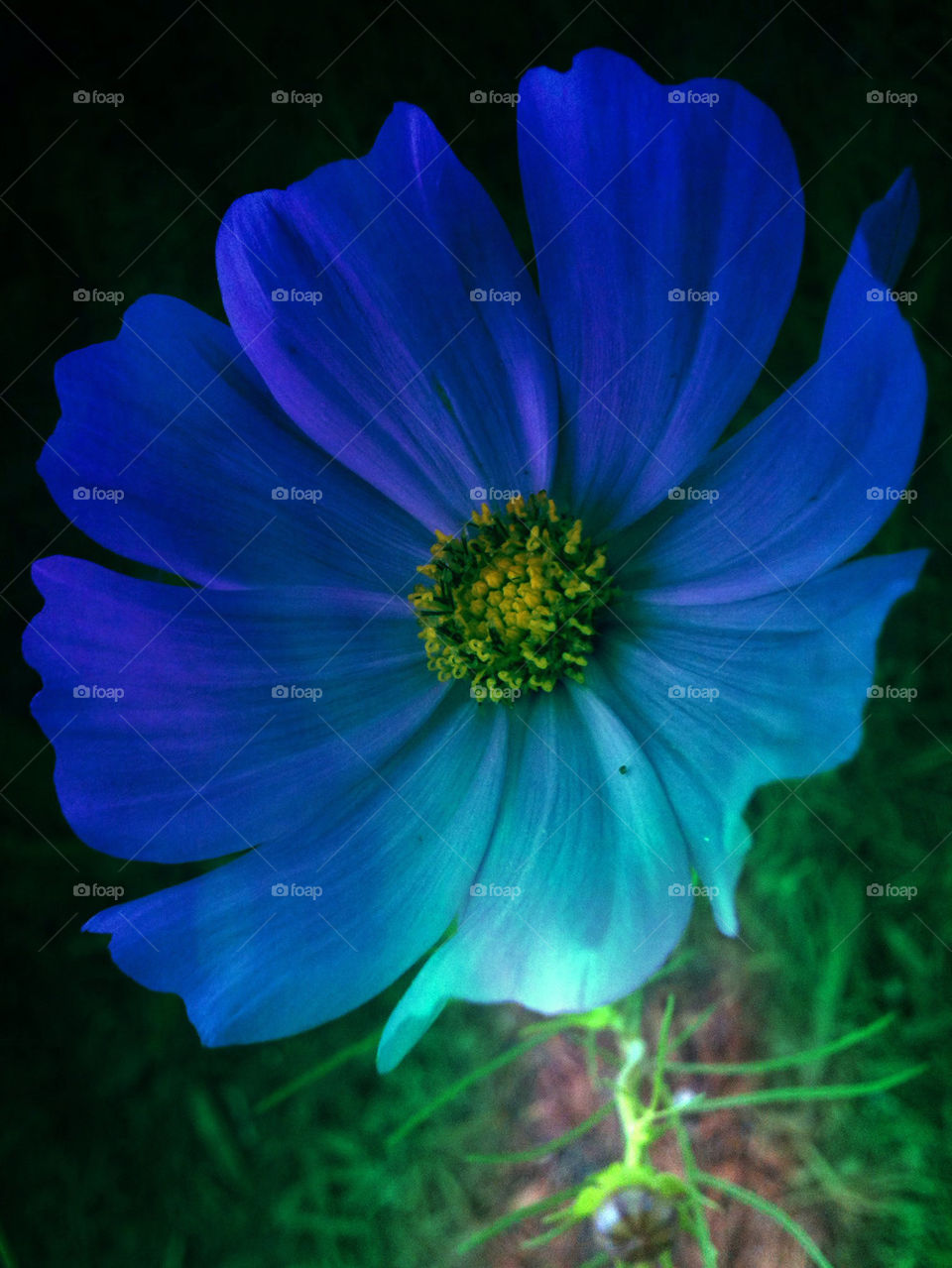 yellow nature flower blue by mksmith