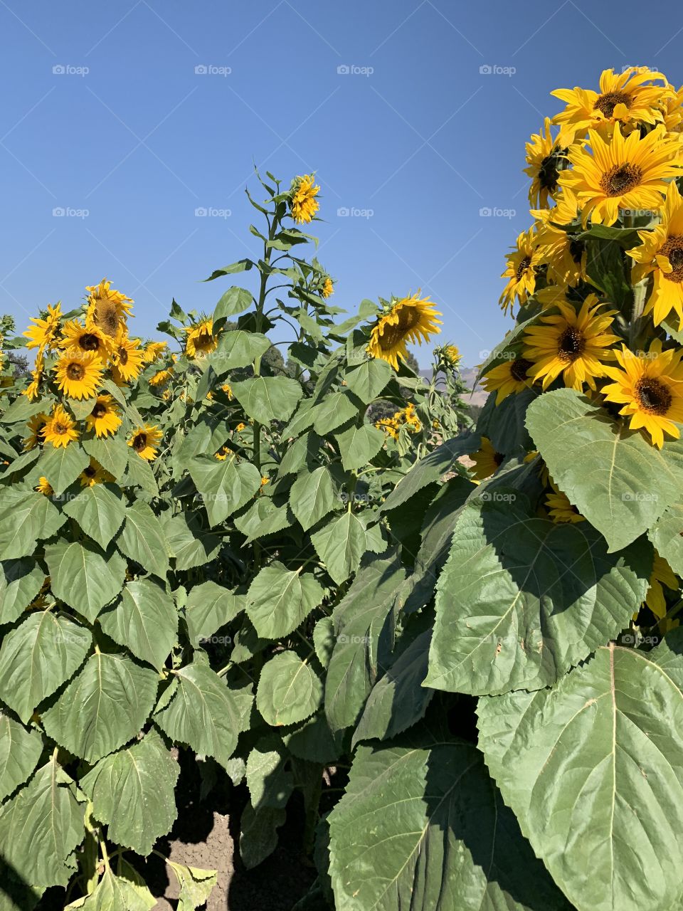 A field of beautiful, vibrant yellow sunflowers under a blue sky 