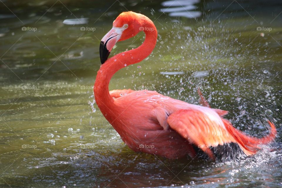 Flamingo bath