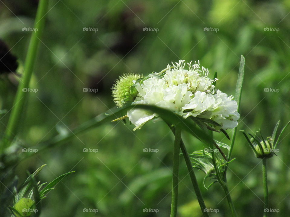 white scabiosa against green foliage