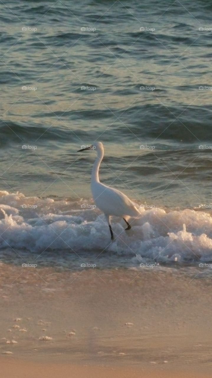 bird fishing at beach