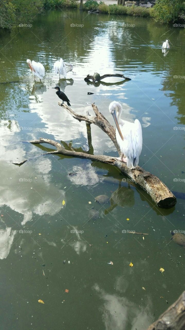 cranes at audubon zoo