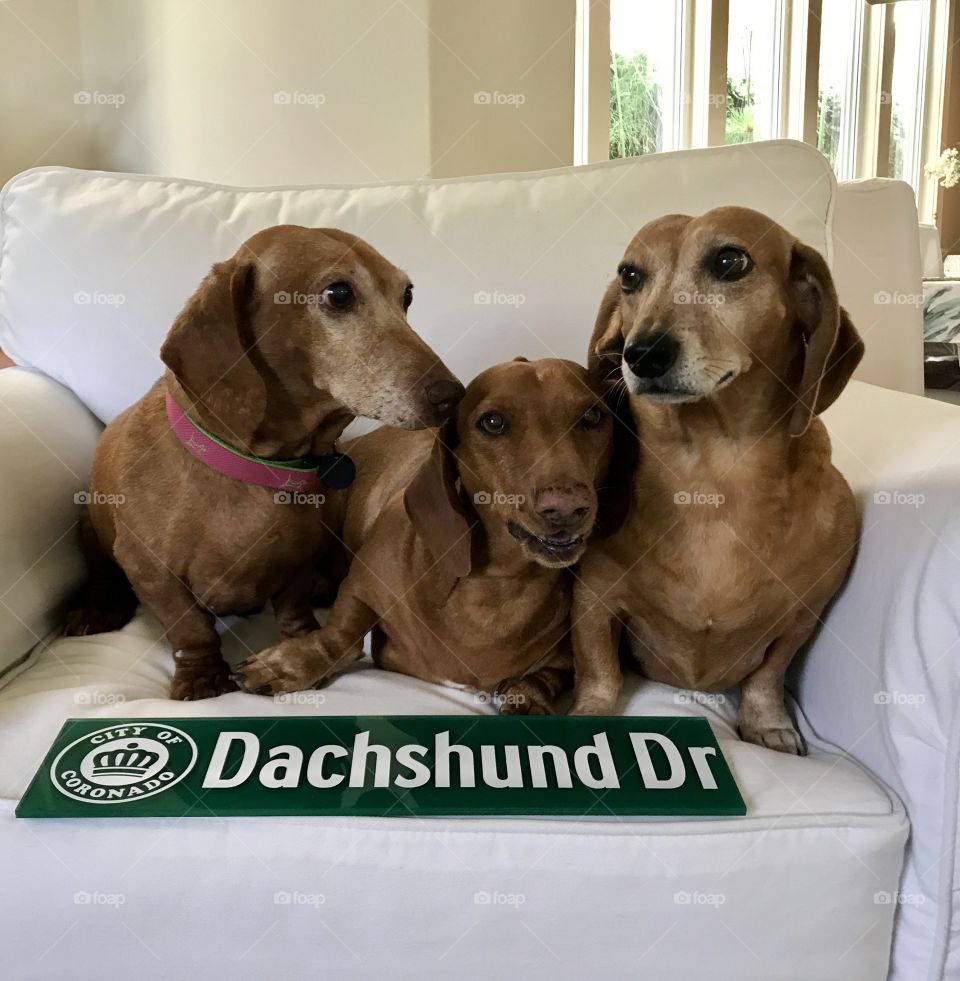 Adorable dachshunds
