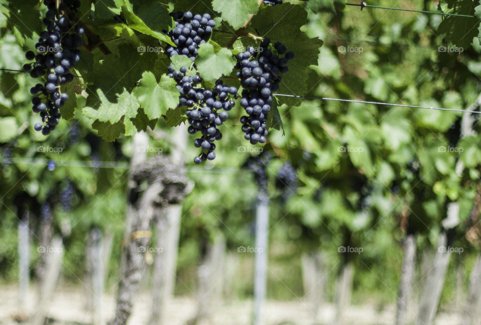 A bunch of grapes