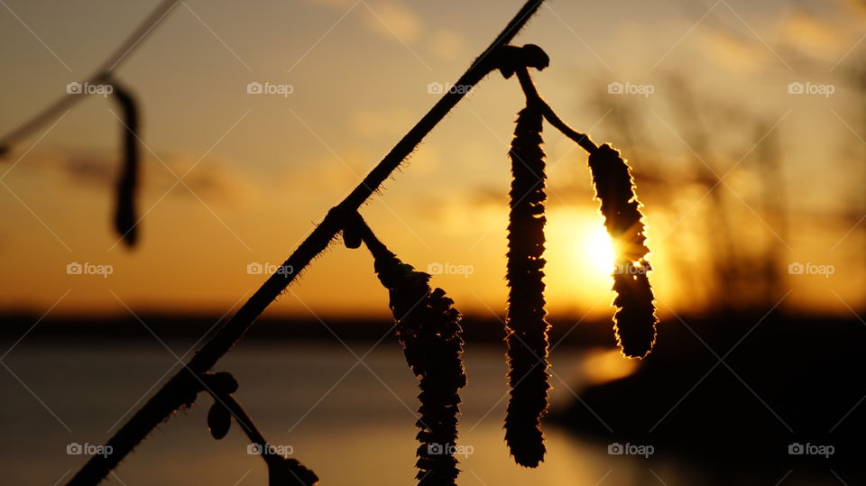 Silhouette of plant during sunset