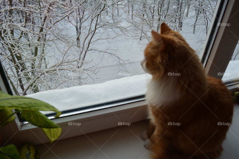 cat pet on a winter window home