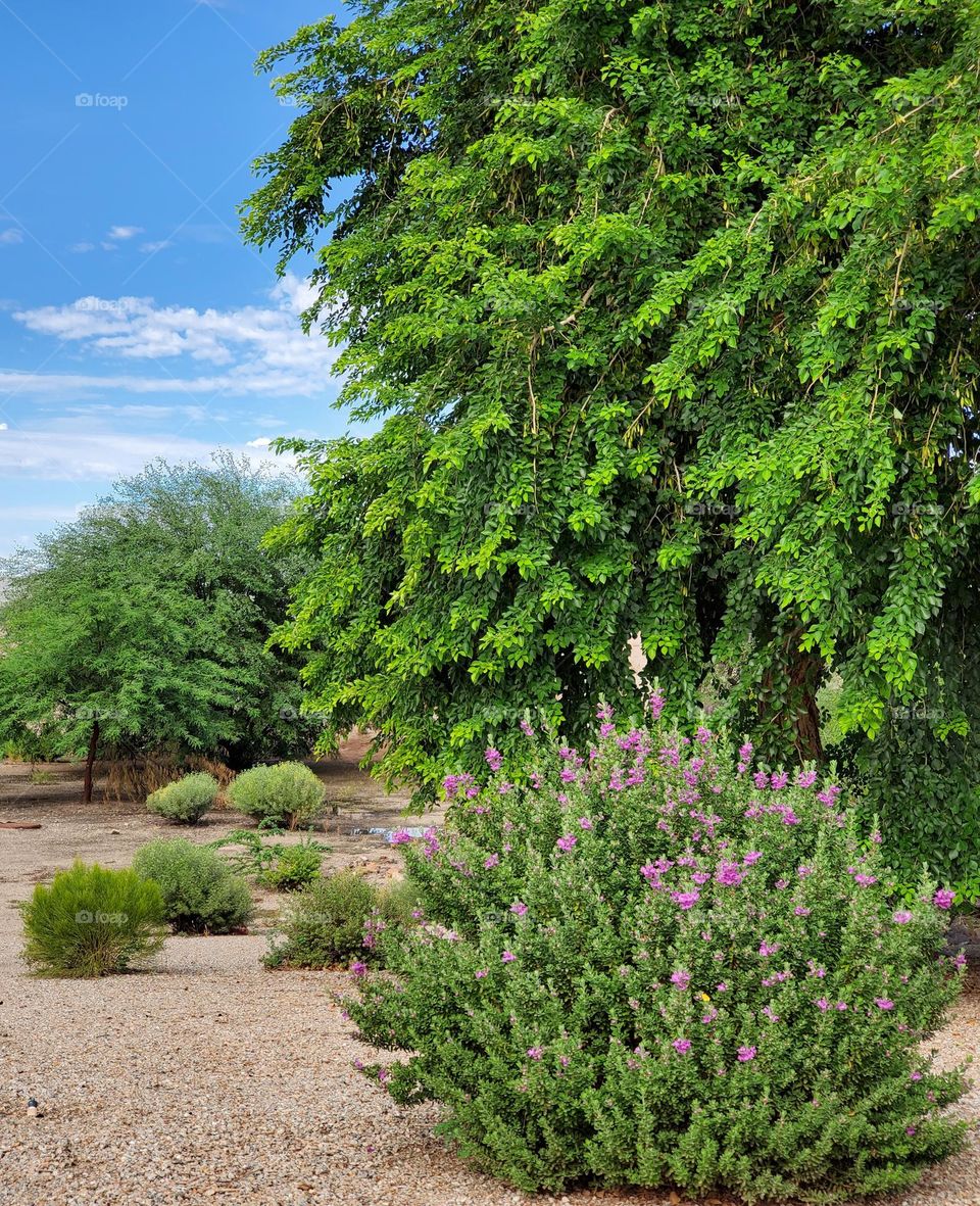 Green in the Arizona Desert