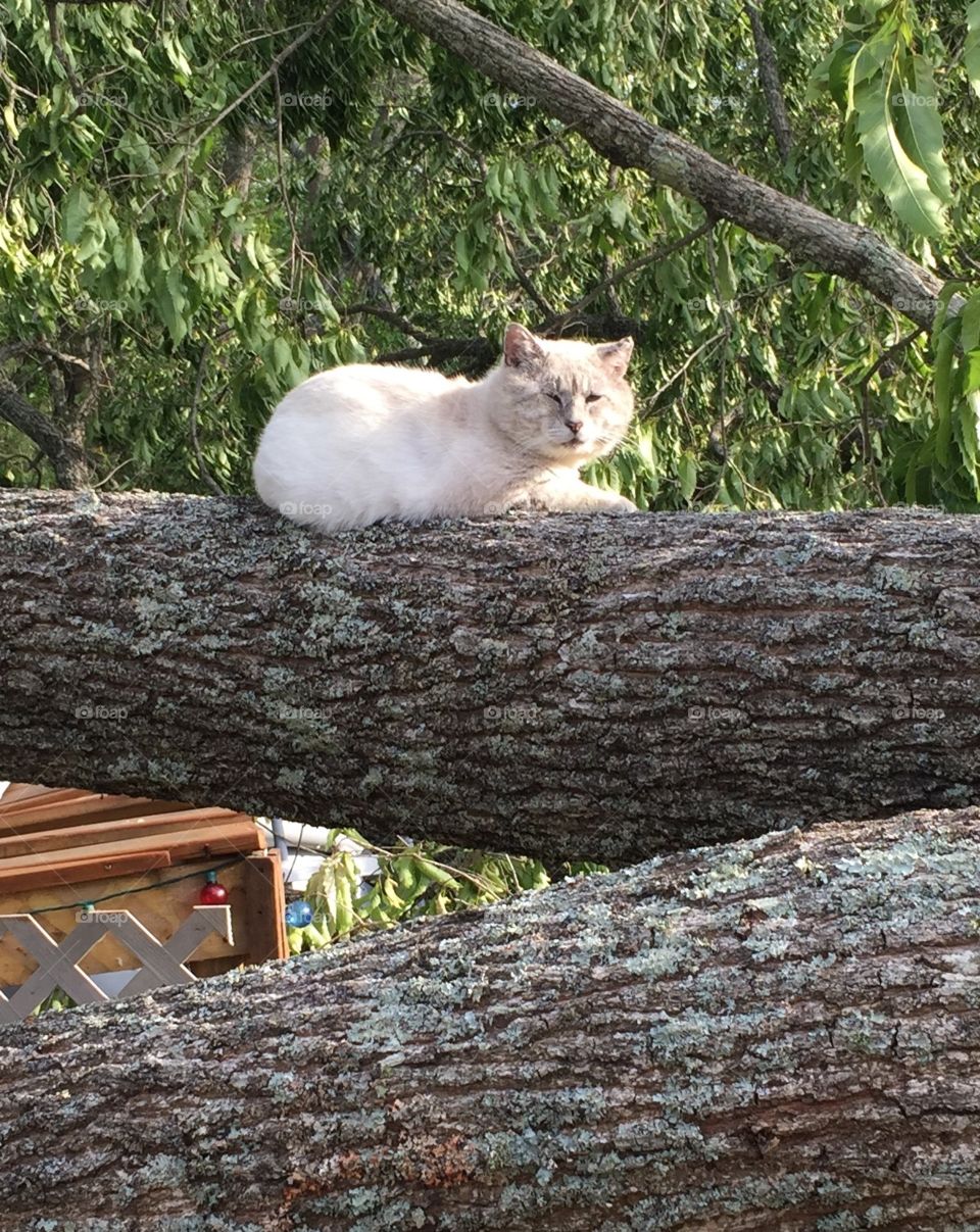 White Cat lying on a fallen tree in our back yard, showing many green leaves and bark.